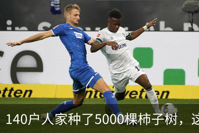140户人家种了5000棵柿子树，这个浙江小村国庆6天来了8万人